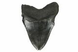 Fossil Megalodon Tooth - South Carolina #172258-2